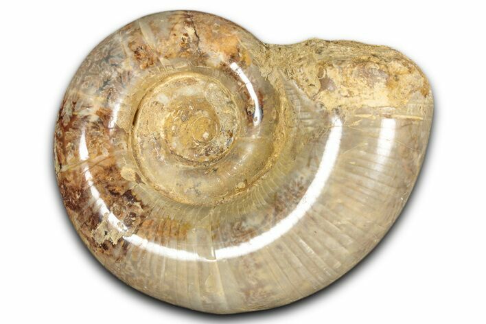 Jurassic Ammonite (Hemilytoceras) Fossil - Madagascar #349156